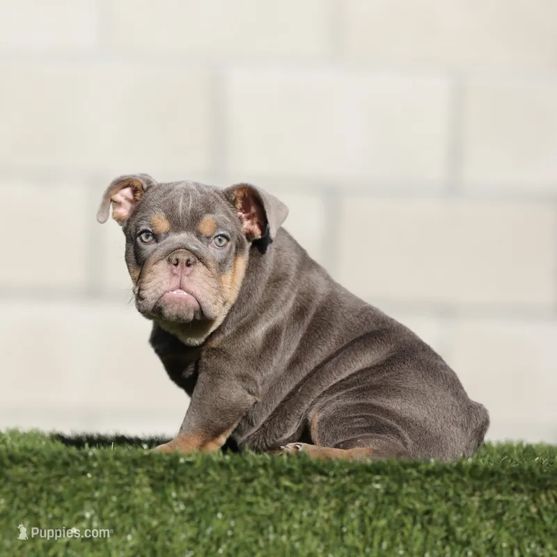 Fs lilac tebg  – English Bulldog puppy for sale in Hacienda Heights, CA
