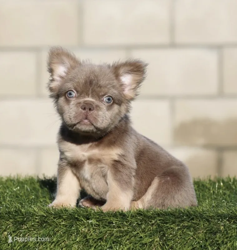 Fluffy Isabella b  – French Bulldog puppy for sale in Hacienda Heights, CA