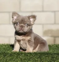 Fluffy Isabella b , a male French Bulldog for sale in Hacienda Heights, CA – 1 of 1