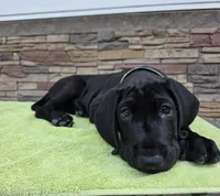 Sunset, a female Great Dane for sale in Cleveland, OH – 7 of 9