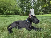 Sunset, a female Great Dane for sale in Cleveland, OH – 2 of 9