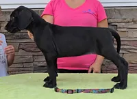 Sunset, a female Great Dane for sale in Cleveland, OH – 4 of 9