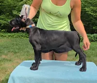 Sunset, a female Great Dane for sale in Cleveland, OH – 3 of 9