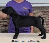 Sunset, a female Great Dane for sale in Cleveland, OH – 5 of 9