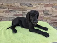 Sunset, a female Great Dane for sale in Cleveland, OH – 8 of 9