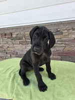 Sunset, a female Great Dane for sale in Cleveland, OH – 6 of 9