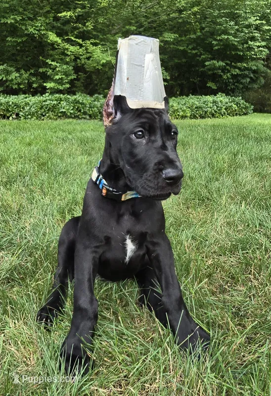 Sunset – Great Dane puppy for sale in Cleveland, OH