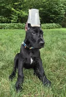 Sunset, a female Great Dane for sale in Cleveland, OH – 1 of 9