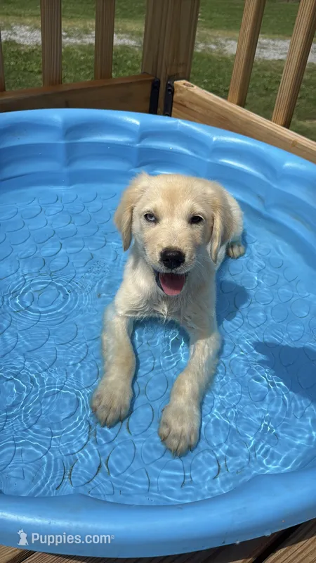 Blue eye brown eye  – Golden Retriever puppy for sale in McDonald, TN