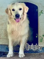 Male #3 Wig/Quig, a male Australian Shepherd and Golden Retriever for sale in McDonald, TN – Photo 4 of 5