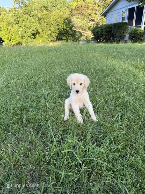 Blue eye brown eye  – Golden Retriever puppy for sale in McDonald, TN
