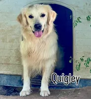 Male #2 Wig/Quig, a male Australian Shepherd and Golden Retriever for sale in McDonald, TN – Photo 4 of 5