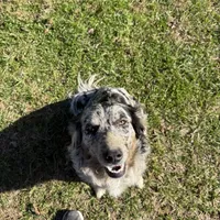 Blonde male #2, a male Australian Shepherd and Golden Retriever for sale in McDonald, TN – Photo 2 of 3