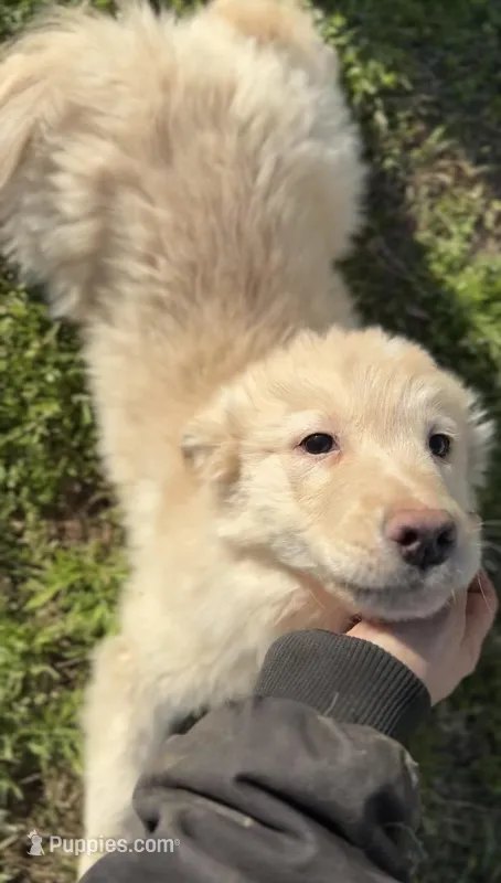 Blonde male #2 – Australian Shepherd, Golden Retriever puppy for sale in McDonald, TN
