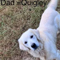 Blonde male #2, a male Australian Shepherd and Golden Retriever for sale in McDonald, TN – Photo 3 of 3