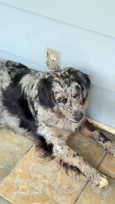 Lady, a female Australian Shepherd and Golden Retriever for sale in McDonald, TN – 7 of 8