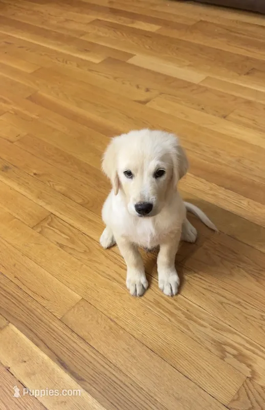 Boy Sky/Quigley #1 – Australian Shepherd, Golden Retriever puppy for sale in McDonald, TN