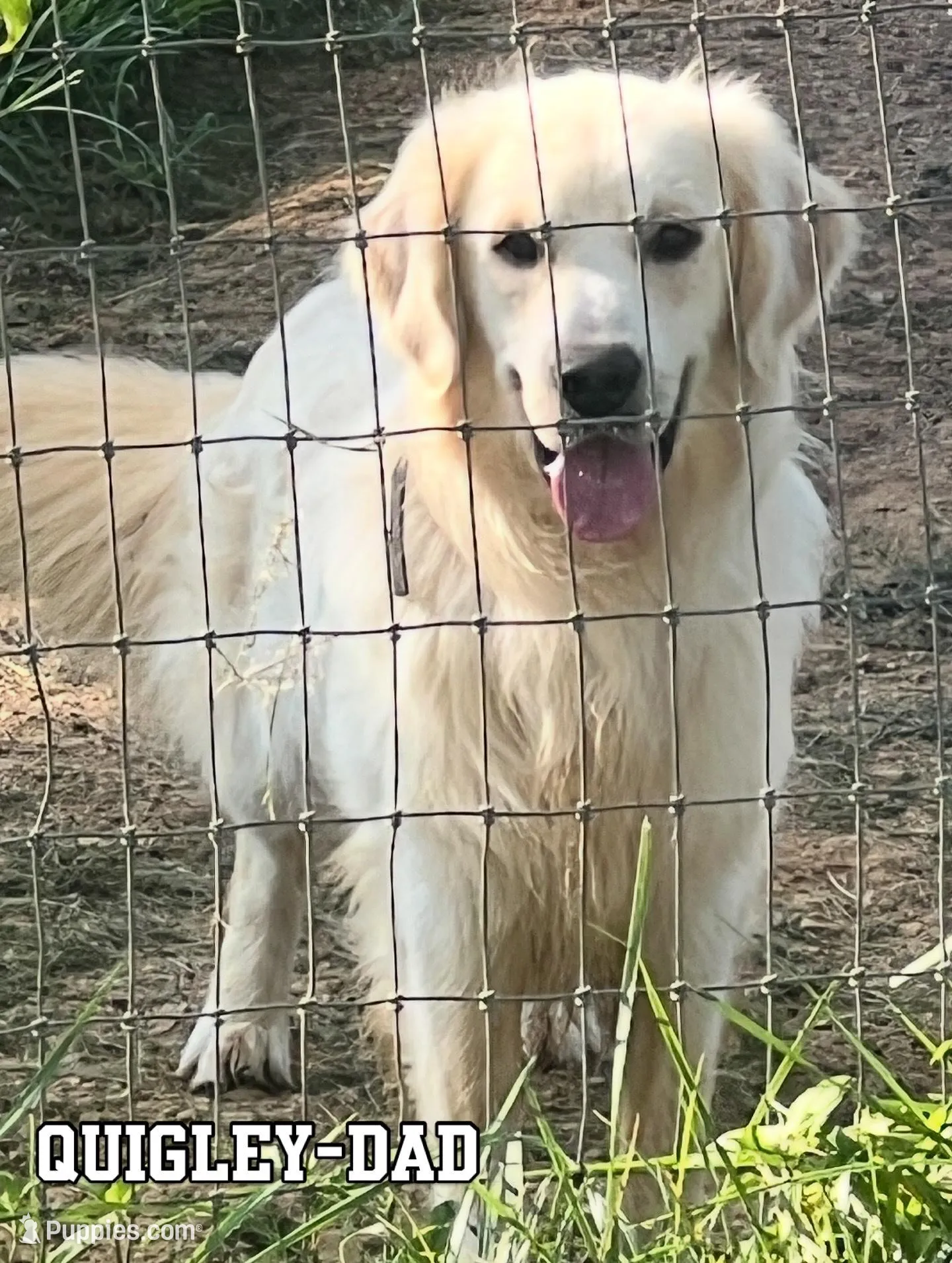 Quigley  – Golden Retriever puppy for sale in McDonald, TN