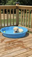 Boy Sky/Quigley #1, a male Australian Shepherd and Golden Retriever for sale in McDonald, TN – 3 of 6