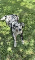 Lady, a female Australian Shepherd and Golden Retriever for sale in McDonald, TN – 2 of 8