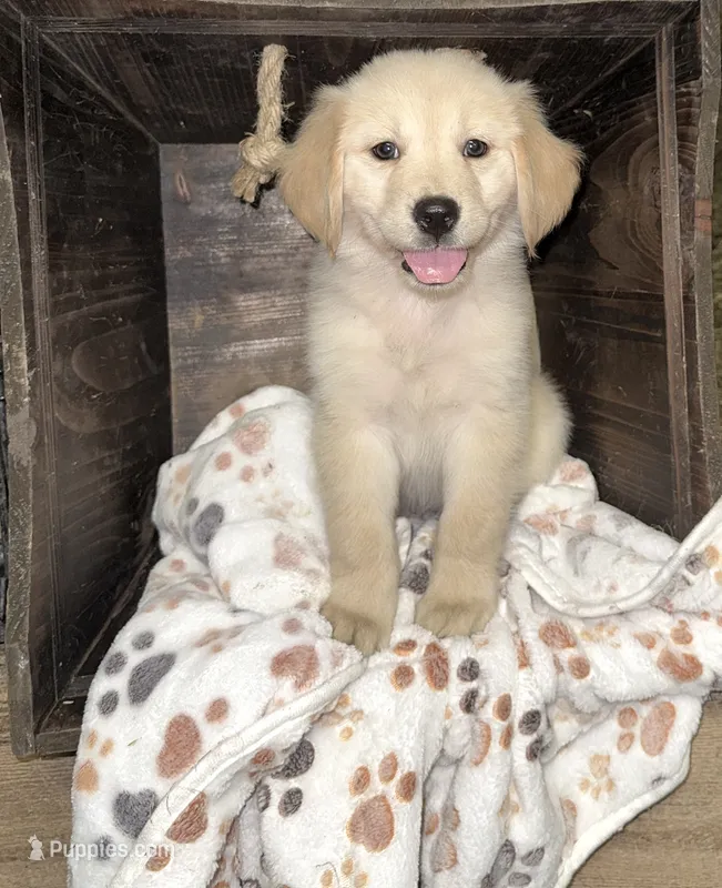 Sky girl 1 – Golden Retriever puppy for sale in McDonald, TN
