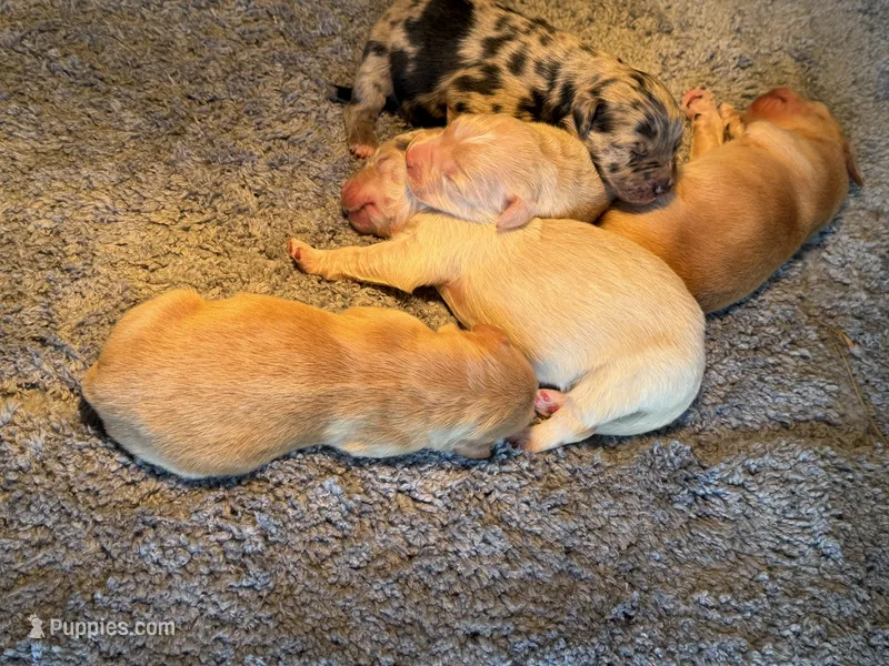 Golden Aussie female