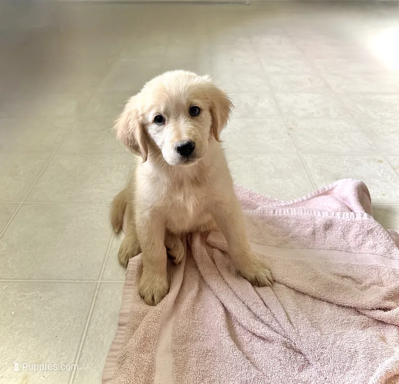 Female Sky/Quigley  – Golden Retriever puppy for sale in McDonald, TN