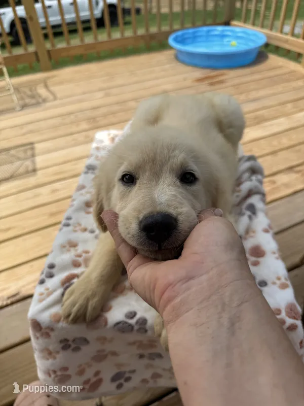 Boy Sky/Quigley #1 – Australian Shepherd, Golden Retriever puppy for sale in McDonald, TN