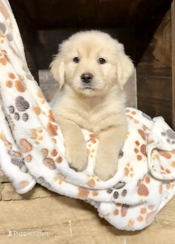 Boy Sky/Quigley #1 – Golden Retriever puppy for sale in McDonald, TN