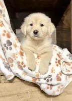 Boy Sky/Quigley #1, a male Golden Retriever for sale in McDonald, TN – 1 of 3
