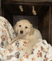 Female Sky/Quigley , a female Golden Retriever for sale in McDonald, TN – 1 of 3