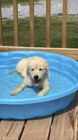 Boy Sky/Quigley #1, a male Australian Shepherd and Golden Retriever for sale in McDonald, TN – 2 of 6