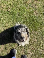 Lady, a female Golden Retriever for sale in McDonald, TN – Photo 1 of 2