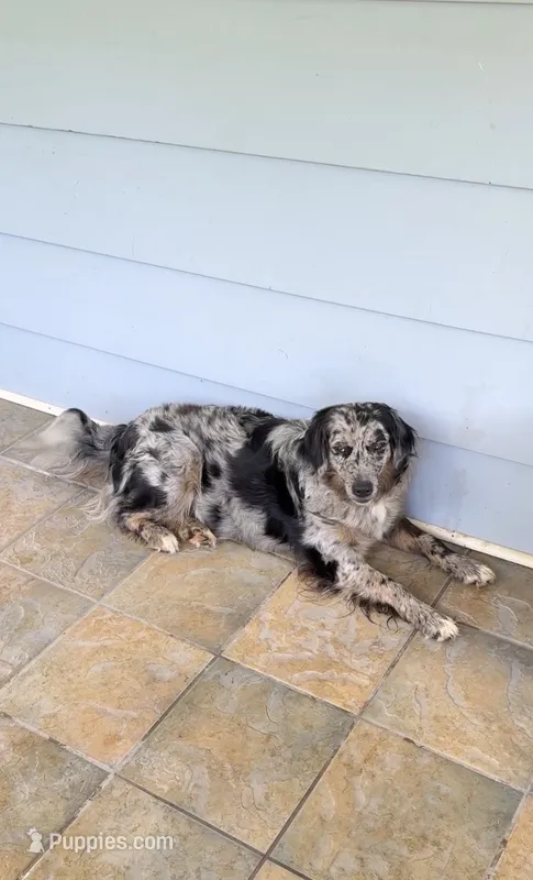 Lady – Australian Shepherd, Golden Retriever puppy for sale in McDonald, TN