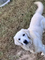 Sky male #3, a male Australian Shepherd and Golden Retriever for sale in McDonald, TN – Photo 7 of 8