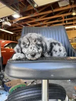 Sky male #3, a male Australian Shepherd and Golden Retriever for sale in McDonald, TN – Photo 8 of 8