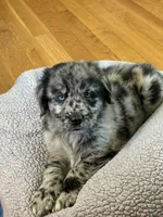 Sky male #3, a male Australian Shepherd and Golden Retriever for sale in McDonald, TN – Photo 1 of 8