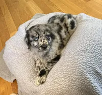 Sky male #3, a male Australian Shepherd and Golden Retriever for sale in McDonald, TN – Photo 5 of 8