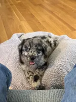 Sky male #3, a male Australian Shepherd and Golden Retriever for sale in McDonald, TN – Photo 2 of 8