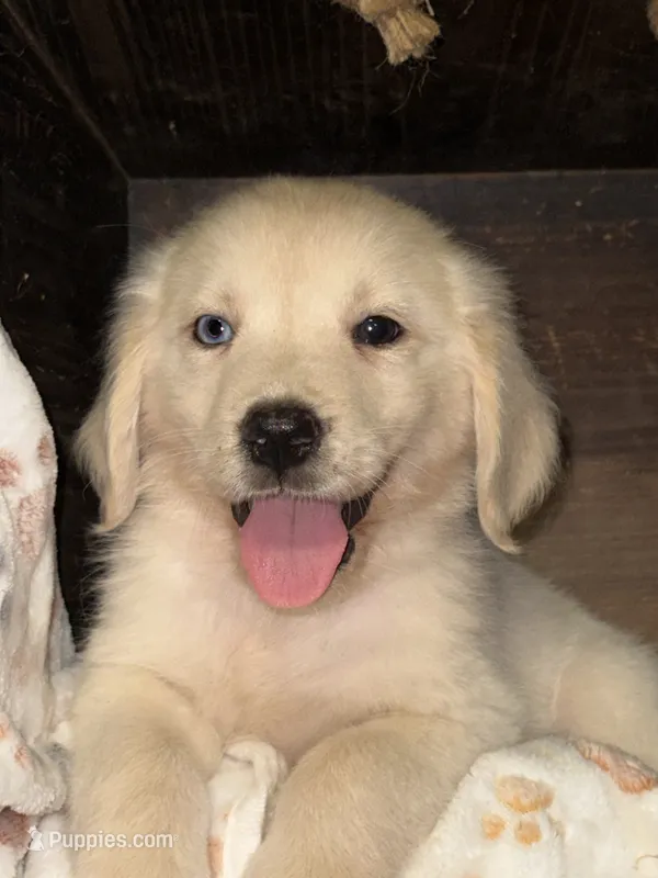 Blue eye brown eye  – Golden Retriever puppy for sale in McDonald, TN