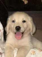 Blue eye brown eye , a male Golden Retriever for sale in McDonald, TN – 1 of 3