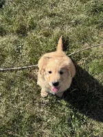 white on head male #3, a male Australian Shepherd and Golden Retriever for sale in McDonald, TN – Photo 3 of 4