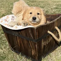 white on head male #3, a male Australian Shepherd and Golden Retriever for sale in McDonald, TN – Photo 2 of 4