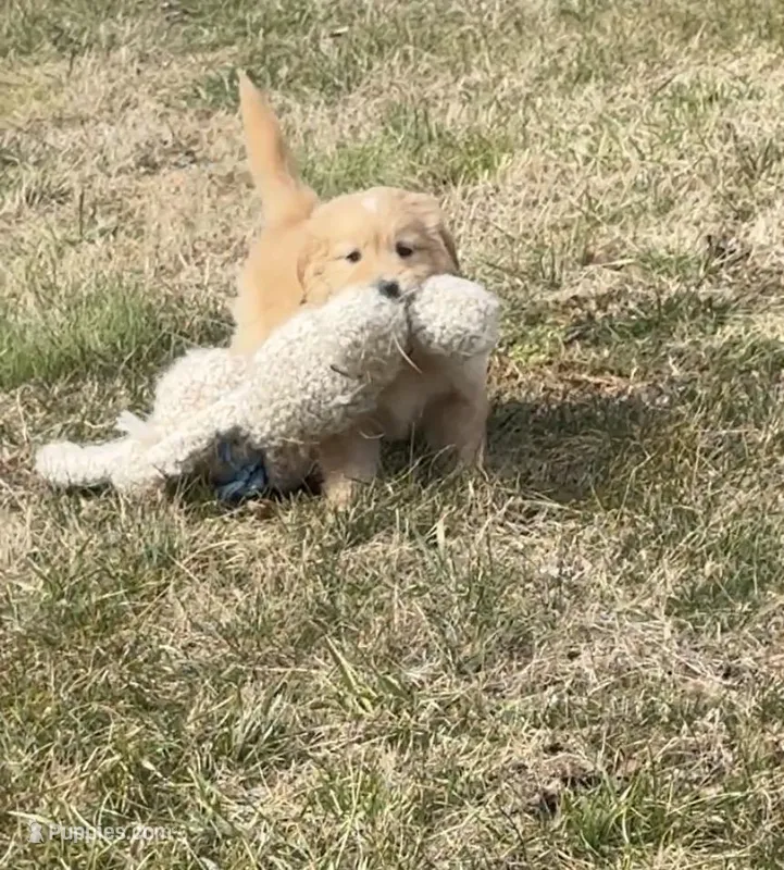 Redish with white snip male #3