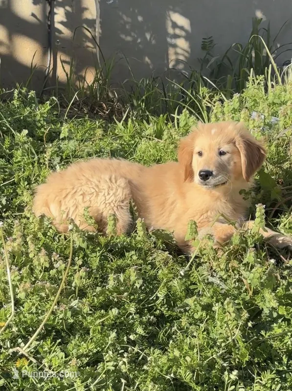 white on head male #3 – Australian Shepherd, Golden Retriever puppy for sale in McDonald, TN