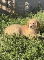 white on head male #3, a male Australian Shepherd and Golden Retriever for sale in McDonald, TN – Photo 1 of 3