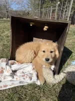 white on head male #3, a male Australian Shepherd and Golden Retriever for sale in McDonald, TN – Photo 4 of 4