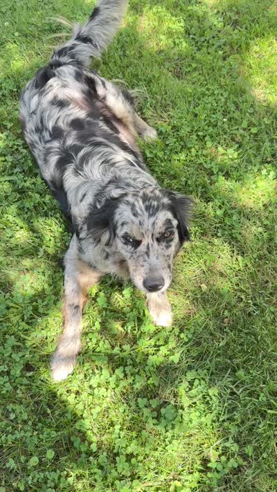 Lady, a female Australian Shepherd and Golden Retriever for sale in McDonald, TN – 8 of 8