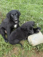 Blue eyes Male #1 W/Q, a male Australian Shepherd and Golden Retriever for sale in McDonald, TN – Photo 4 of 7
