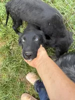 Blue eyes Male #1 W/Q, a male Australian Shepherd and Golden Retriever for sale in McDonald, TN – Photo 1 of 7
